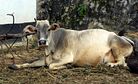 Having a Cow Over Beef: India's Cattle Slaughter Ban Debate