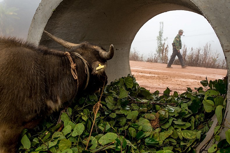 A water buffalo watches a Jinuo farmer in Basa village, Xishuangbanna, China. The Jinuo are an ethnic minority found in Western China. Photo by Luc Forsyth.