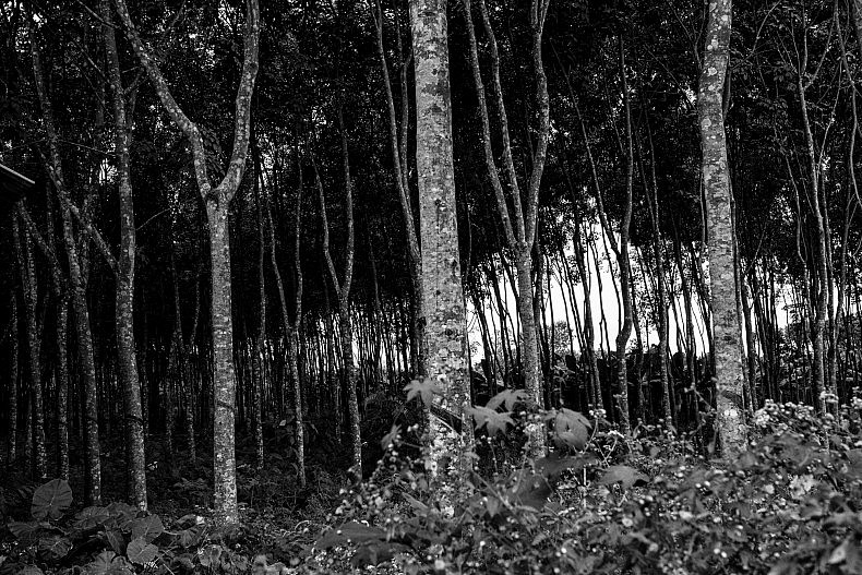 Rubber tree plantation in Manhenuan village, Xishuangbanna, China. Photo by Gareth Bright.