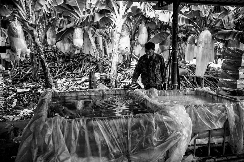 The chemical bath quickens the ripening process so the bananas are yellow by the time they hit market. Photo by Gareth Bright.