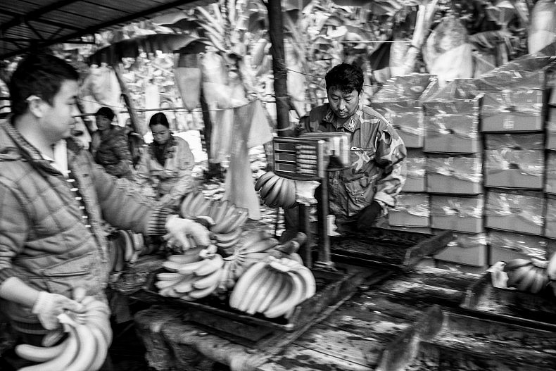 Bananas and soon-to-be-boxed bananas in Yunnan, destined for Shanxi. Photo by Gareth Bright.