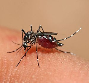New Dengue Vaccine Potential Game Changer for Asia