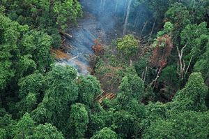 Why Is Cambodia’s Illegal Logging Problem Still Rolling On?