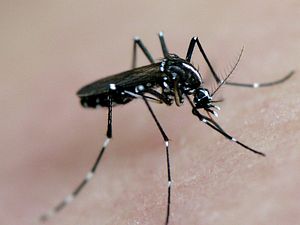 ASEAN Steps Up Zika Battle in Special Meeting