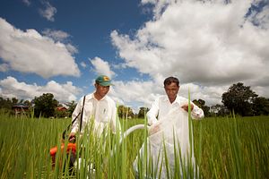 Cambodia Turns to China Amid Rice Woes