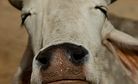 Enough Is Enough: Modi Must Reign in India's Cow Vigilantes