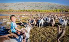 Tsaatan: Mongolia's Reindeer Herders