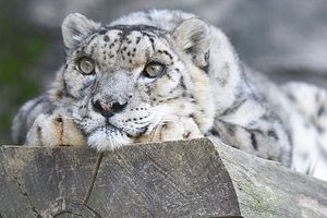 What is the Leading Cause of Snow Leopard Killings?