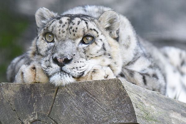 Hundreds of snow leopards being killed every year, report warns