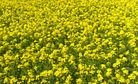 Much Ado About Mustard: A Familiar Civil Society Debate Reemerges on GMOs