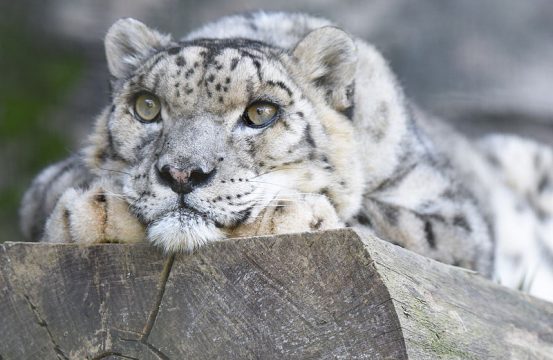 cleanmydrive snow leopard