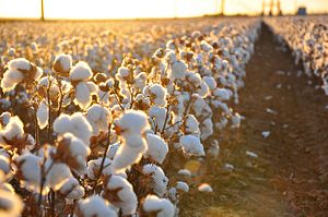 Uzbekistan Making Progress to Phase Out Forced Cotton Labor, Report Says