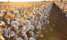 Uzbekistan Seeks Lifting of Cotton Boycott