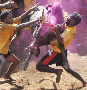 The Trouble With India&#8217;s Bull-Taming Ban
