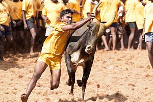 How Jallikattu Came to Be Linked With the Idea of &#8216;Being Tamil&#8217; in India