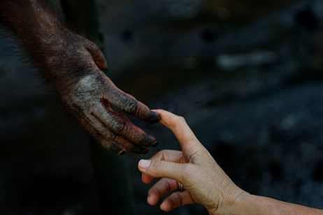 Almost Human: Orangutans in Indonesia