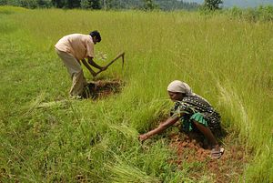 India&#8217;s Thirsty Crops Are Draining the Country Dry