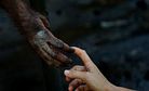 Almost Human: Orangutans in Indonesia