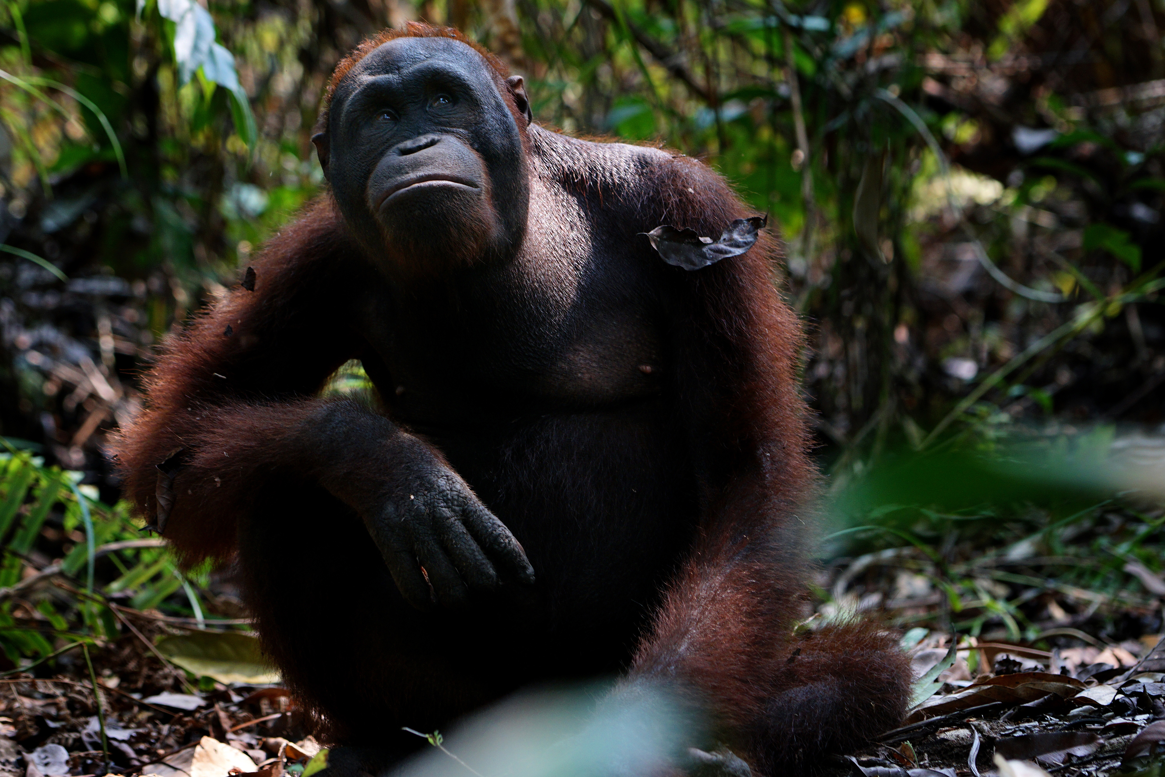 Almost Human Orangutans in Indonesia The Diplomat