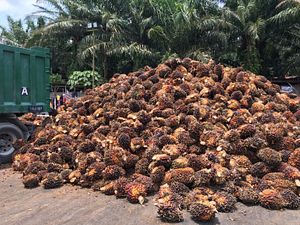 Malaysia&#8217;s Path Toward Sustainable Palm Oil