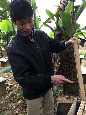 Vietnam’s Beekeepers Fight Back