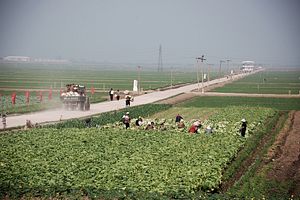 What North Korea’s Markets Could Tell Us About Its Food Security