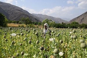 Afghanistan’s Opium Trade: A Free Market of Racketeers