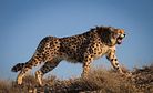 Are Cheetahs Back in Turkmenistan?