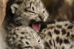 Saving China’s Snow Leopards with Locals