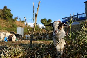 Climate Change and Food Security in Nepal: Why the Developed World Must Step Up