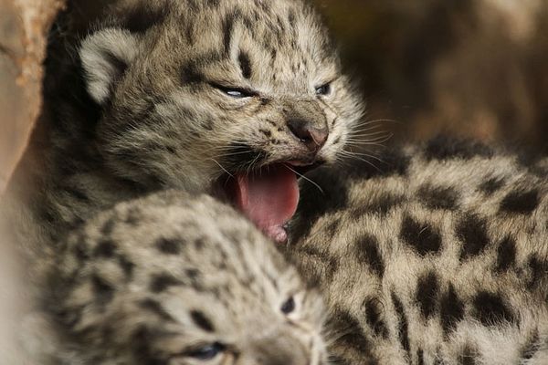 Saving The Snow Leopards