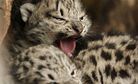 Saving China’s Snow Leopards with Locals
