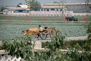 Sanctions and North Korea&#8217;s Precarious Food Security