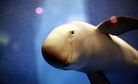The Quest to Save China’s Finless Porpoises