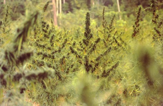 Thailand's Legendary Marijuana