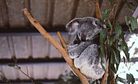 Koalaty Koala Care