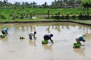 Indonesia’s Aging Farmers