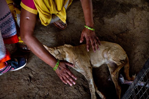 One Indian Man’s Animal Rescue Mission – The Diplomat