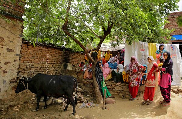 Cow killing in india image