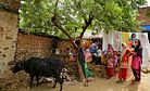 Alwar Lynching: Cow Vigilantes Strike Again in India