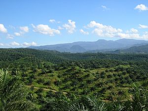 Overcoming the EU-Indonesia Palm Oil Challenge