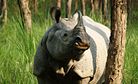 Nepal’s Success in Wildlife Conservation