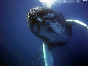 Japan Loses Bid to Reinstate Commercial Whaling