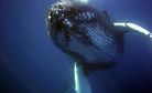 Japan Loses Bid to Reinstate Commercial Whaling