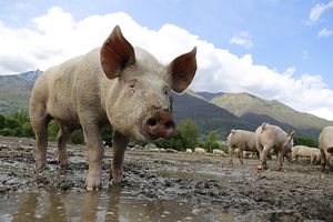 The Battle to Curb Swine Fever in Southeast Asia