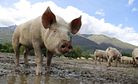 Taiwan’s African Swine Fever Response Stirs Cross-Strait Tensions