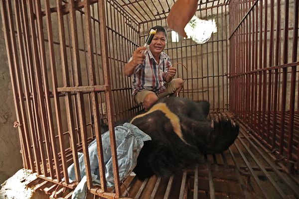 The Stalemate Driving Vietnam's Illegal Wildlife Trade – The Diplomat