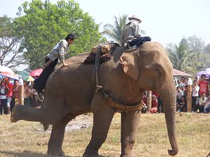 The Truth About Asia’s Elephant Tourism