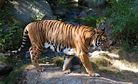 Southeast Asia Must Confront its Illegal Tiger Problem
