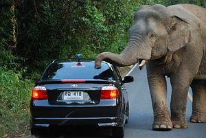 Elephant Roadkill: Thailand Grapples With Pachyderms on the Pavement